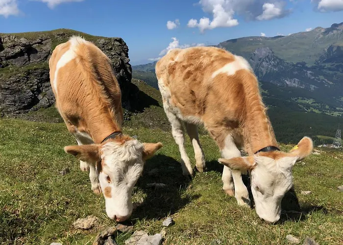 Lejlighed Sunneblick Grindelwald