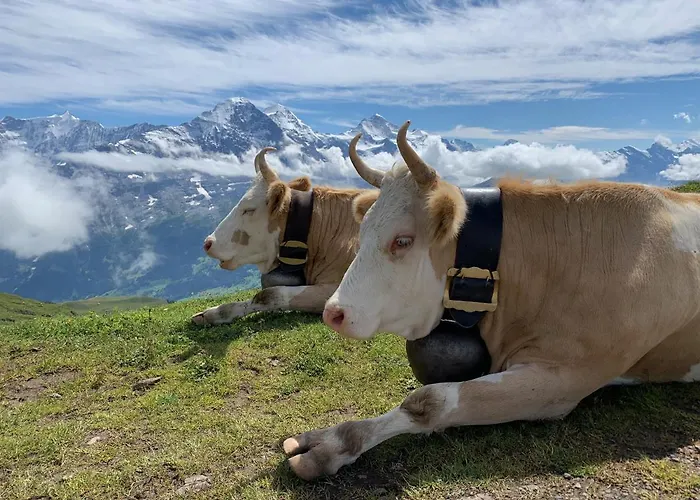 Lejlighed Sunneblick Grindelwald