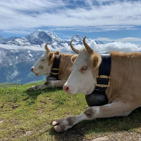 Apartmán Sunneblick Grindelwald